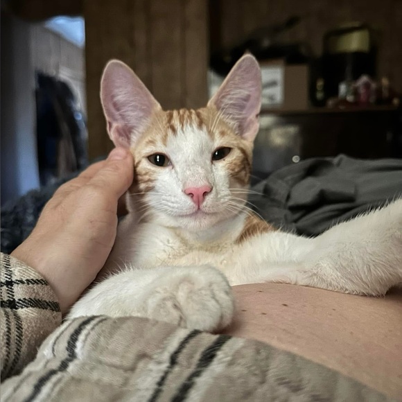 ❤️ OUR SHIP TIMES‼️ PLEASE NOTE‼️❤️ - Picture 3 of 16